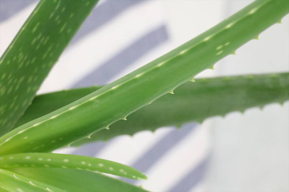 Aloe Vera ist keine winterharte Pflanze