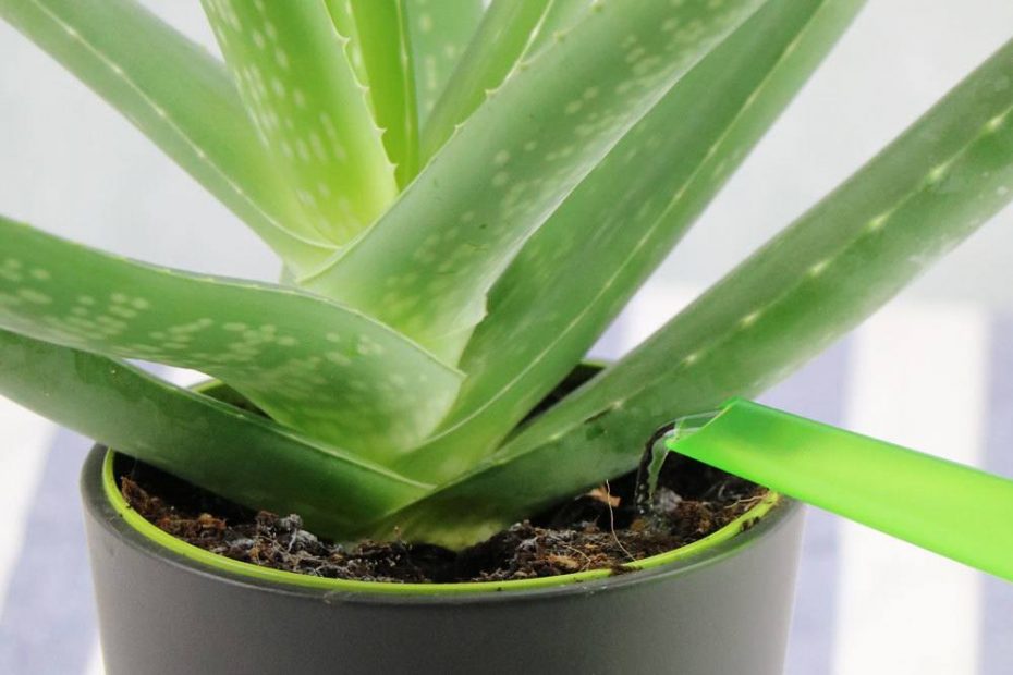 Aloe Vera Gelbe Spitzen