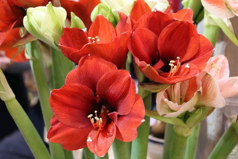 Amaryllis mit ihren großen Blütenkelchen