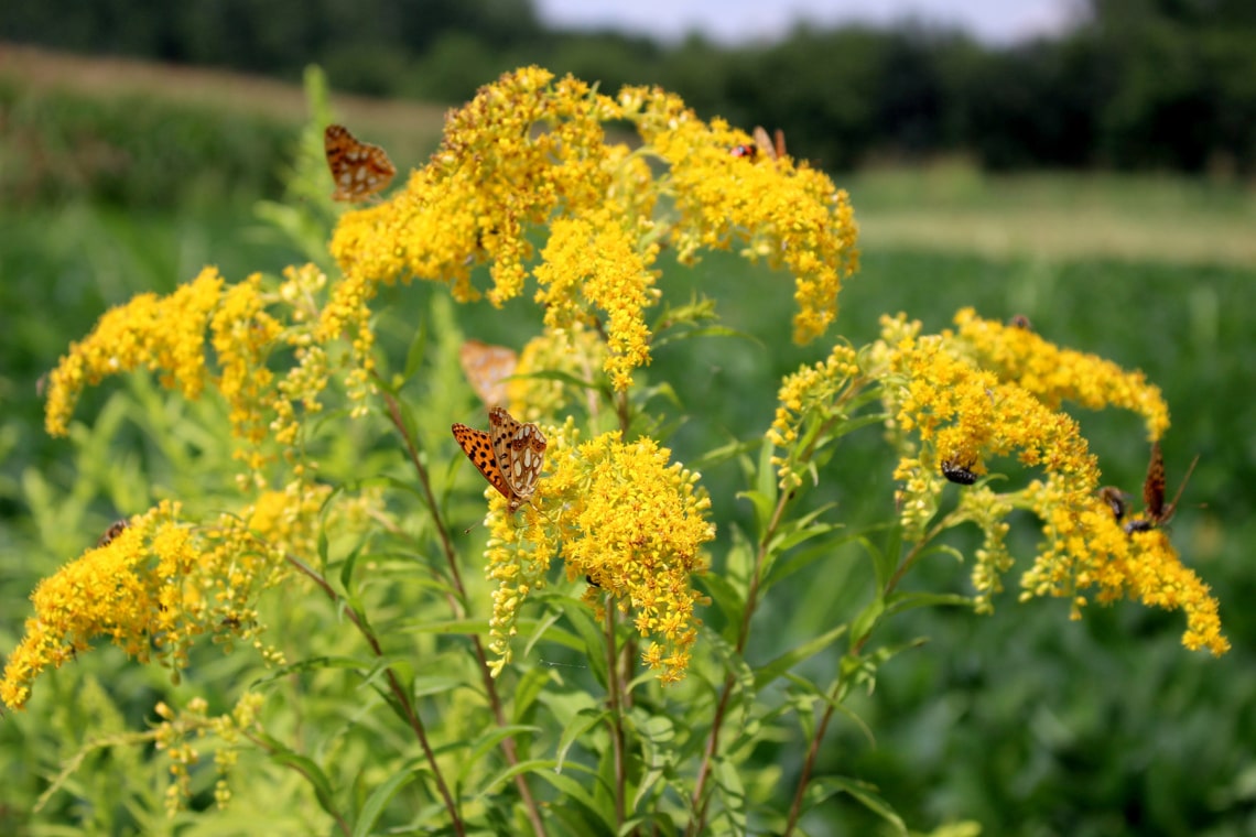 Anisgoldrute (Solidago odora)