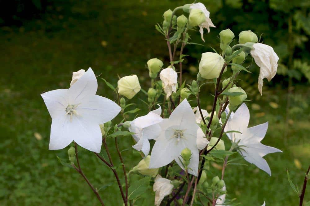 Ballonblume, Platycodon grandiflorus mit weißen Blüten