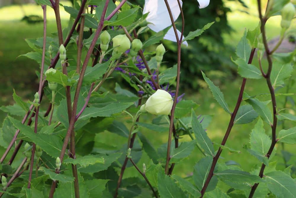 Platycodon grandiflorus wächst bis zu 70 Zentimeter hoch