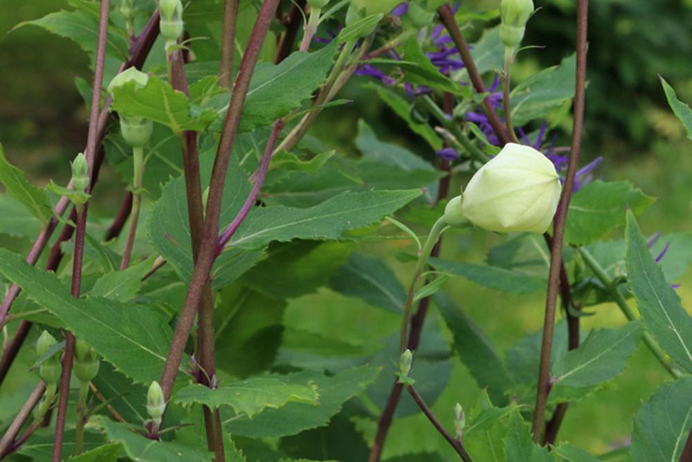 Ballonblume mag keinen Standortwechsel