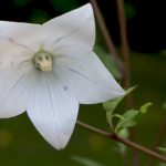 Ballonblume, Platycodon grandiflorus