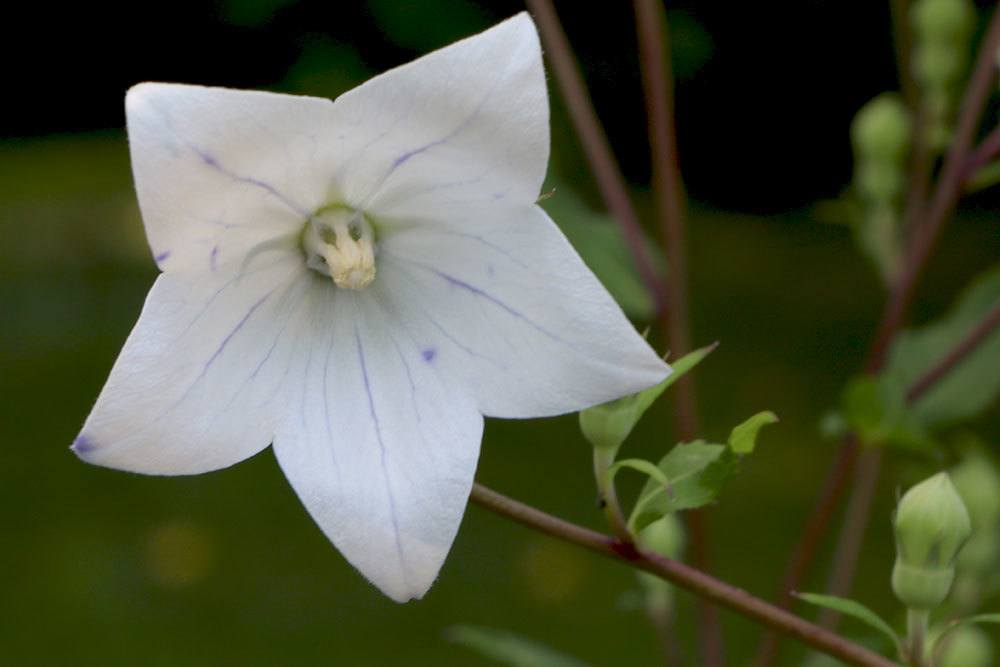 Ballonblume, Platycodon grandiflorus