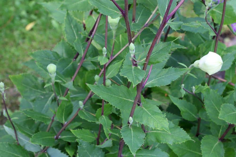 Ballonblume eignet sich auch für den Steingarten