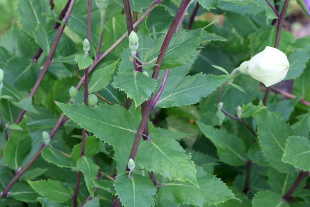 Platycodon grandiflorus mit ballonartigen Knospen