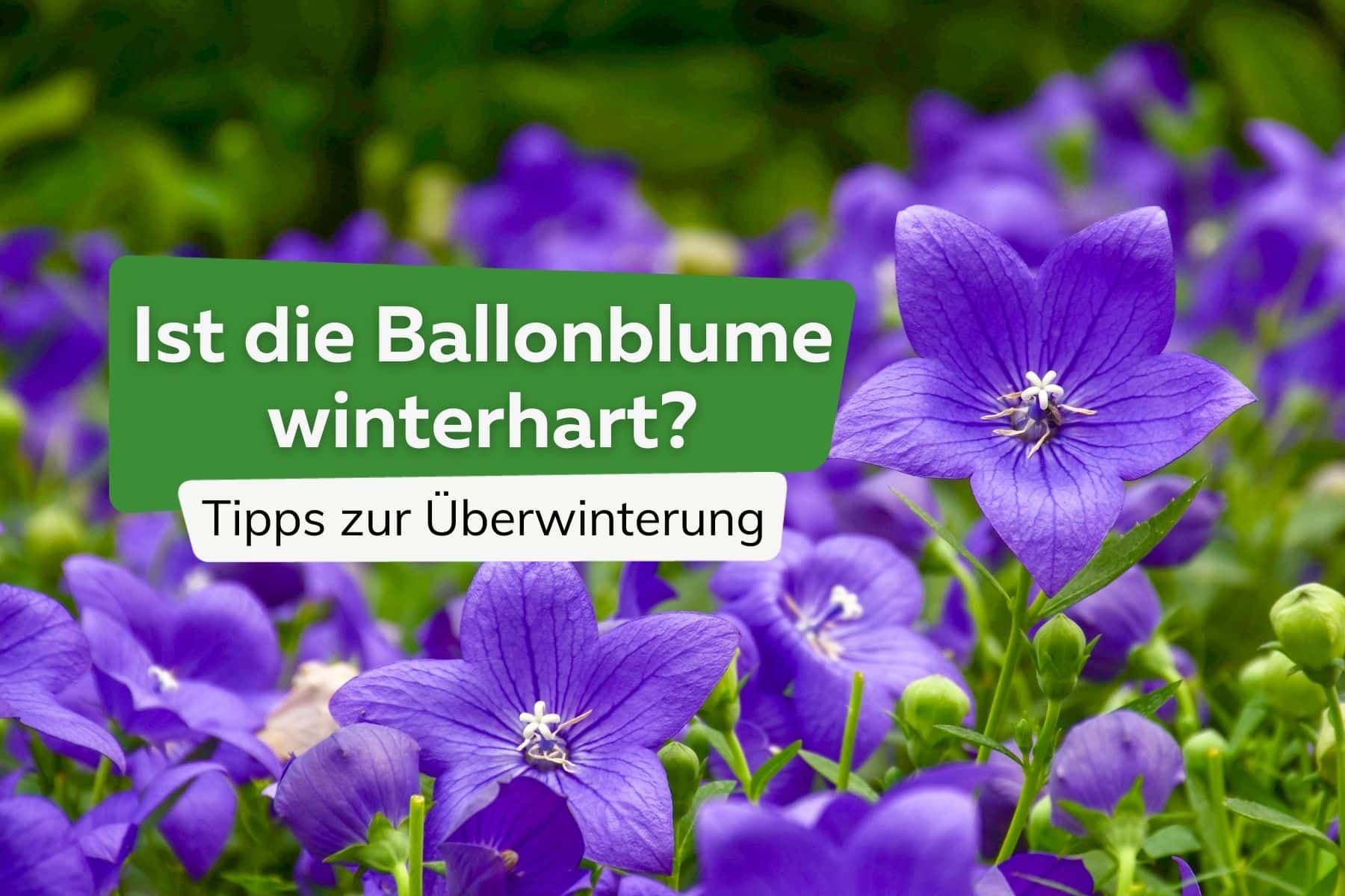 Ballonblumen winterhart Titel