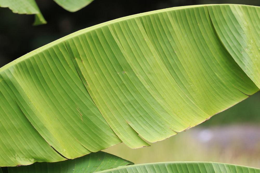 Bananenpflanze mit welkem Blatt