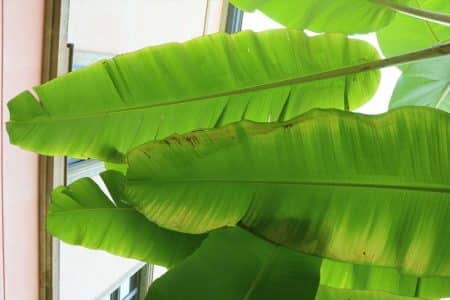 Bananenpflanze bekommt braune Blätter das hilft der Zierbanane