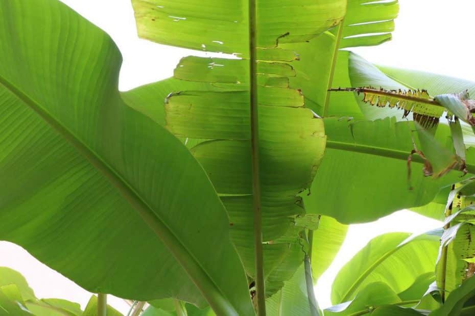 50+ Braune Blätter Bananenpflanze, Oft ist die lösung gegen braune