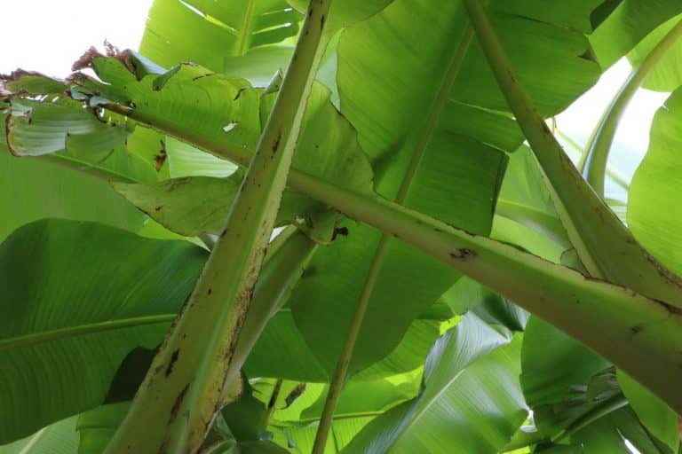 Bananenpflanze bekommt braune Blätter das hilft der Zierbanane