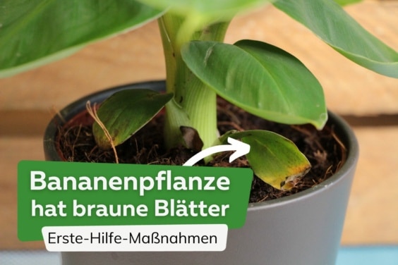 Bananenpflanze braune Blätter Titel