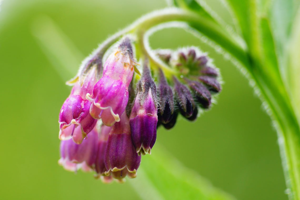 Beinwell (Symphytum officinale)