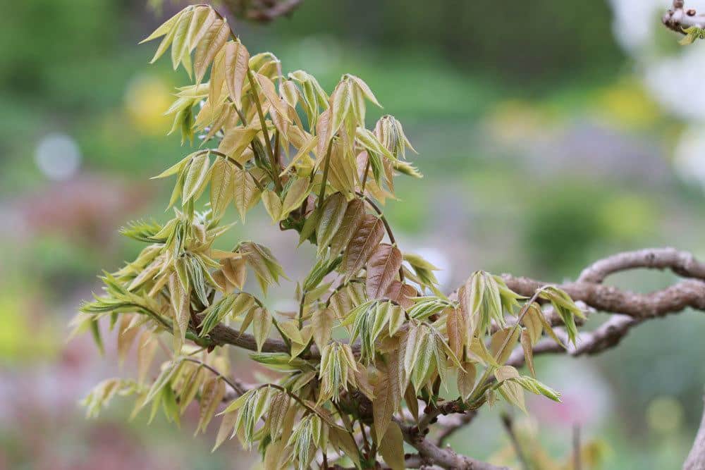 Blauregen treibt wieder frische Blätter aus