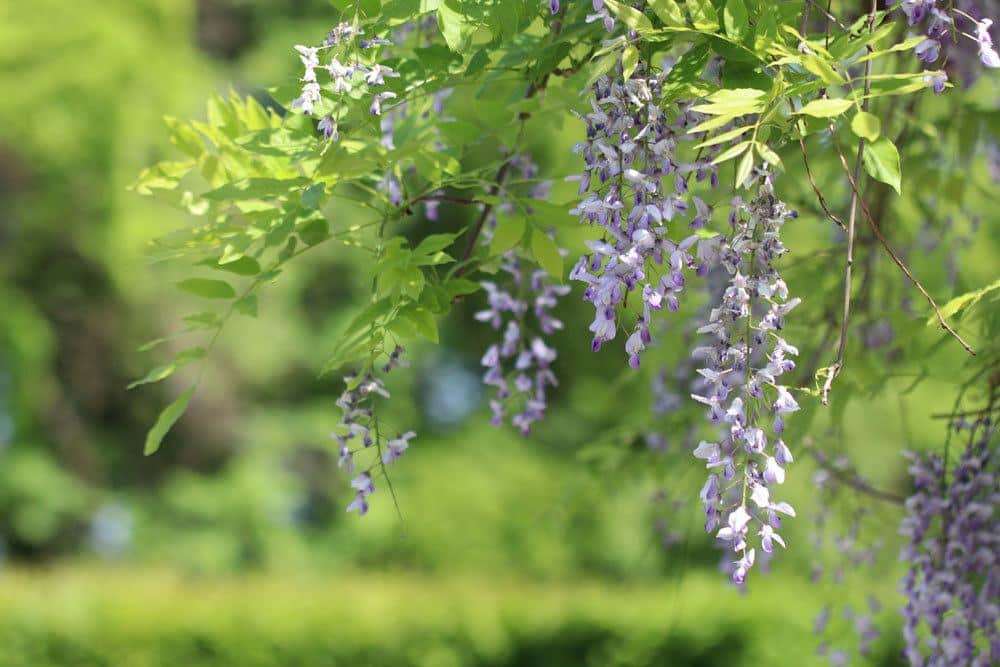 Blauregen mit vertrockneten Blüten