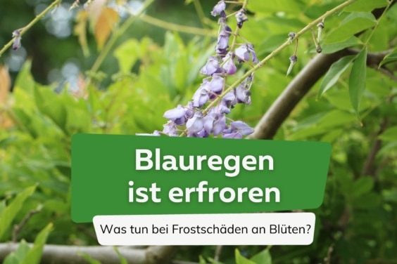 Blauregen erfroren - Glyzinie Frostschaden