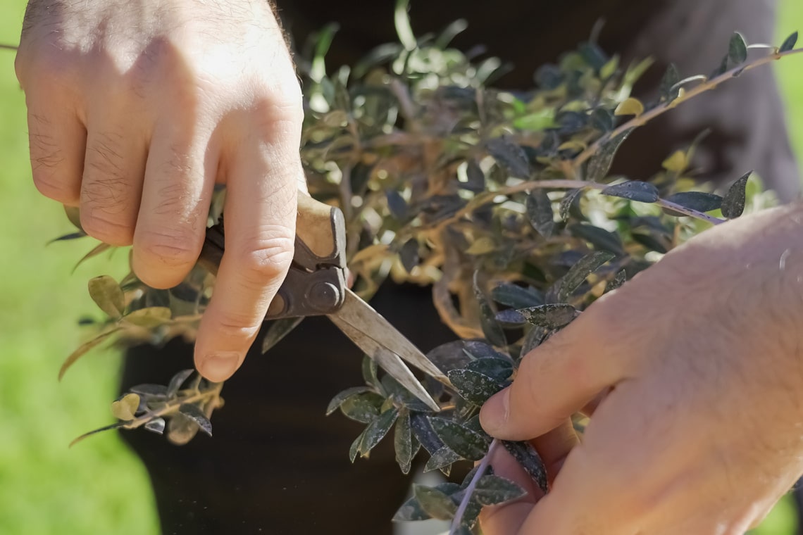 Bonsai Blattschnitt