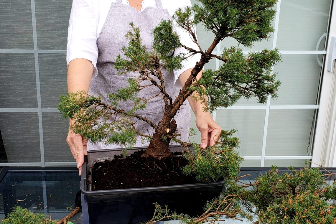 Nadel-Bonsai nach Schnitt