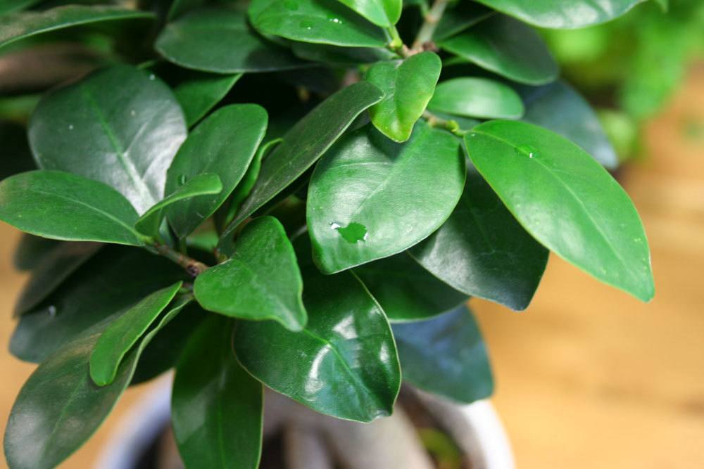 Bonsai Blätter schneiden