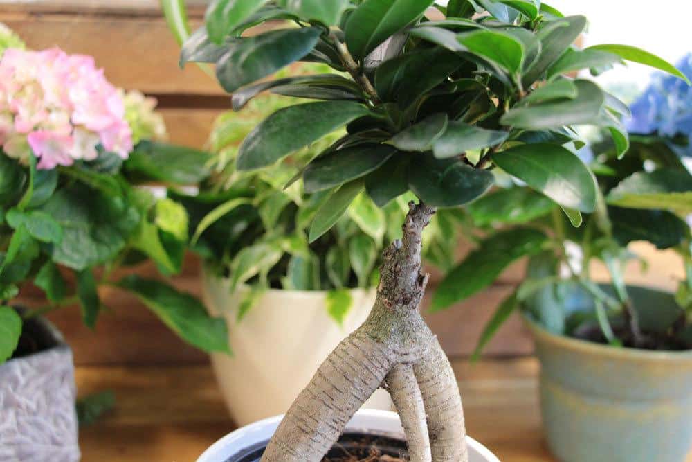 Bonsai kann variabel gestaltet werden