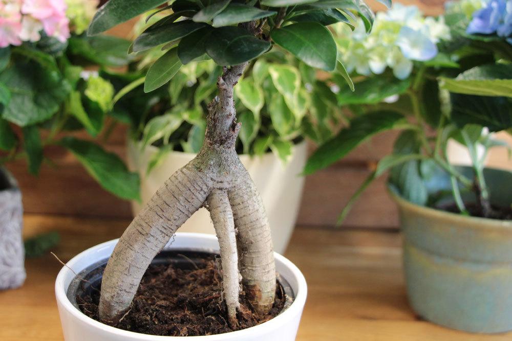 beim Umtopfen Wurzelschnitt am Bonsai vornehmen