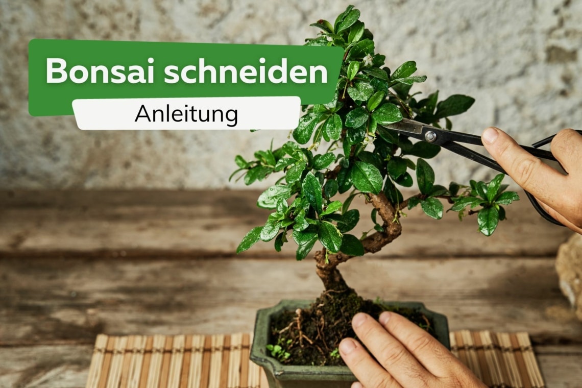 Bonsai schneiden Titel