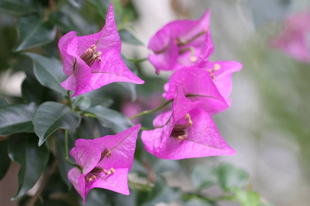 Bougainvillea ist eine farbenfrohe Pflanze