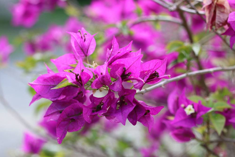 Bougainvillea kann unterschiedlich überwintert werden