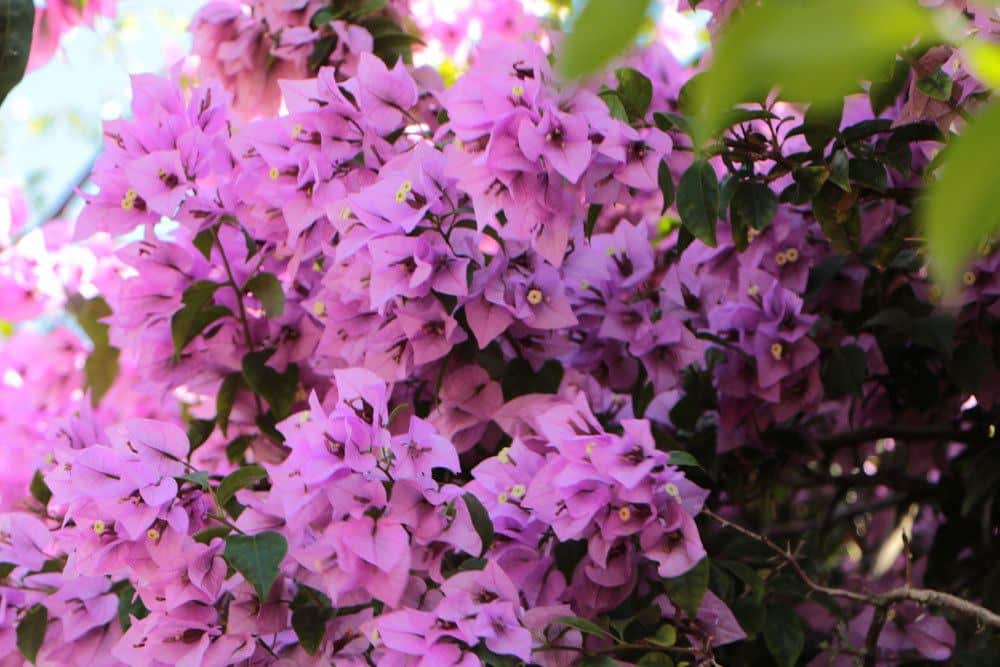 Bougainvillea blüht sehr üppig