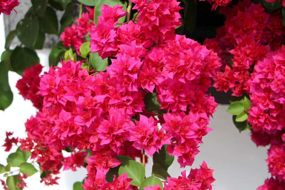 Bougainvillea mit ihren gefärbten Hochblättern