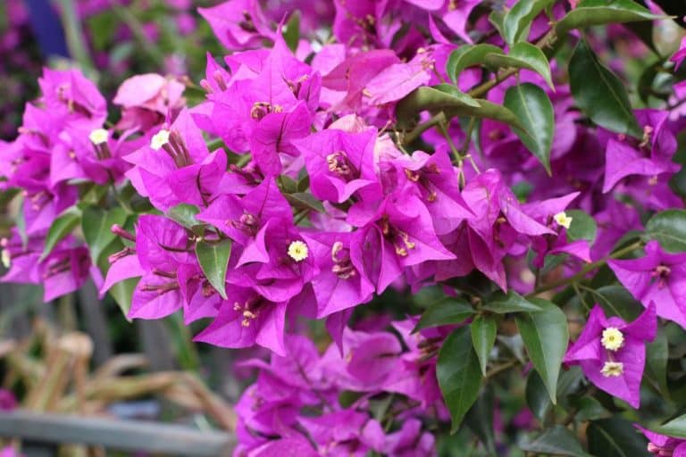 Bougainvillea richtig überwintern