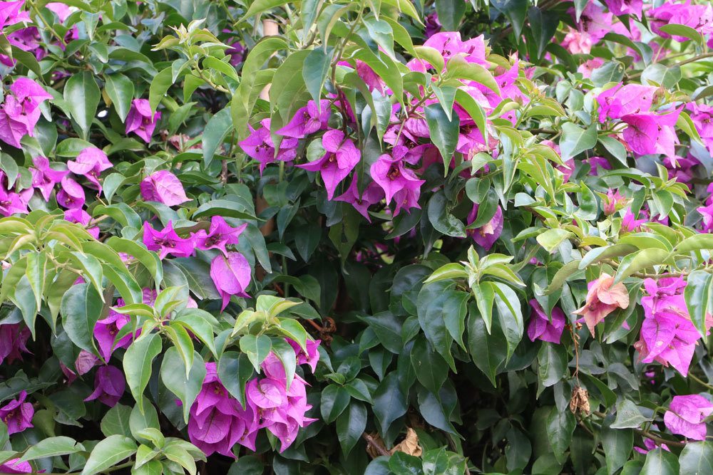 Bougainvillea sollte auf die Winterruhe vorbereitet werden