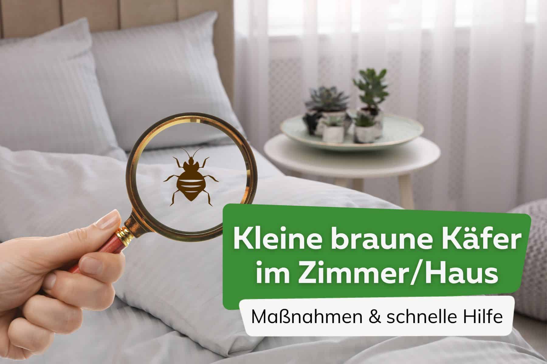 Kleine braune Käfer im Zimmer Haus Titel