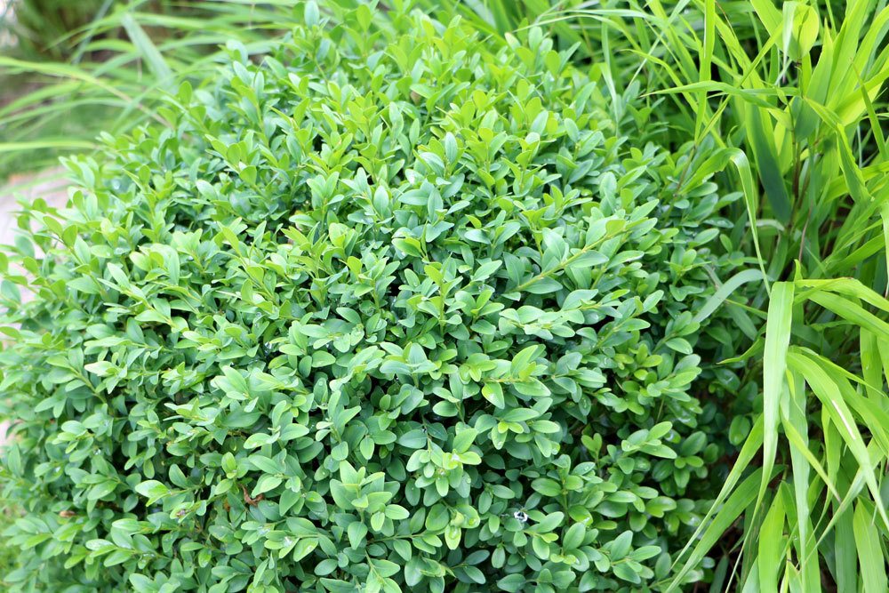 Buchsbaum im Garten