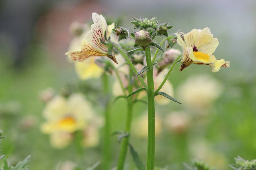 Nemesia kann auch in den Kübel gepflanzt werden