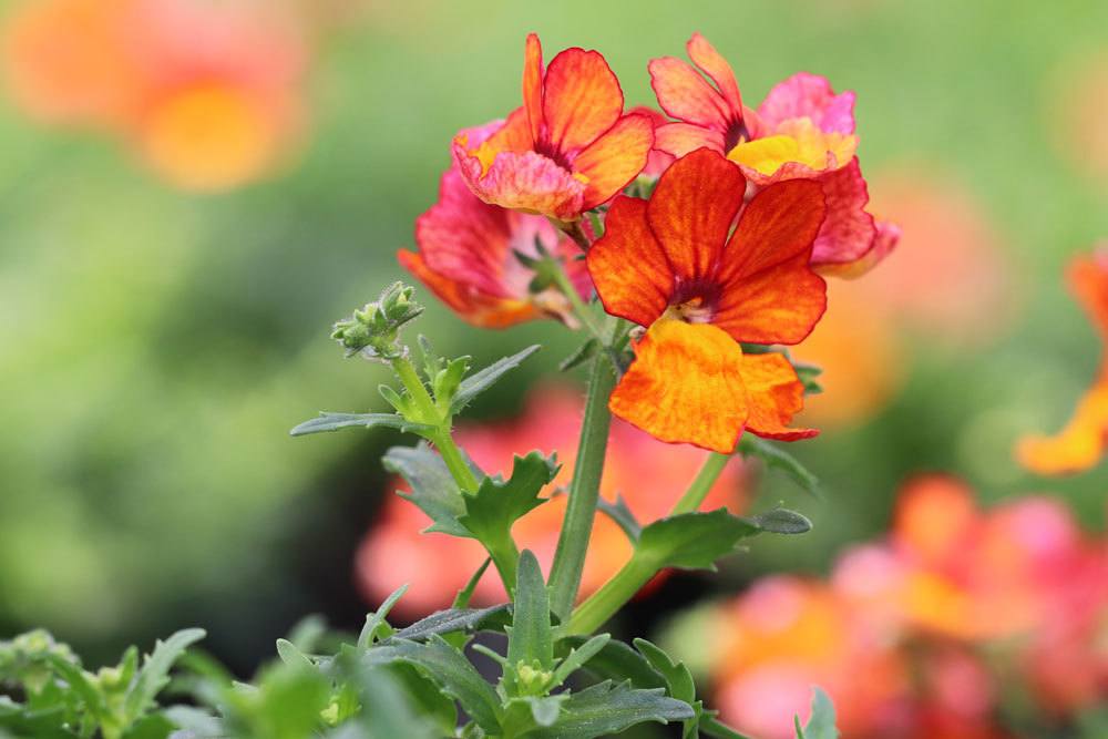 Elfenspiegel mit orange-roter Blütenfarbe