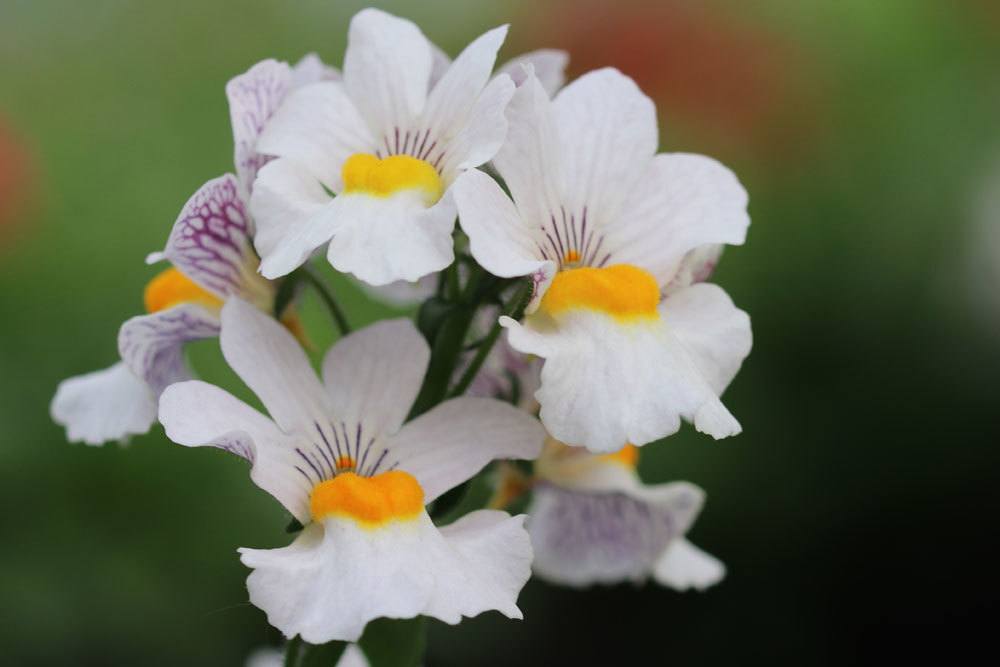 Elfenspiegel, Nemesia mit weißer Blütenfarbe