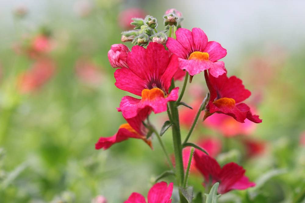 Elfenspiegel, Nemesia