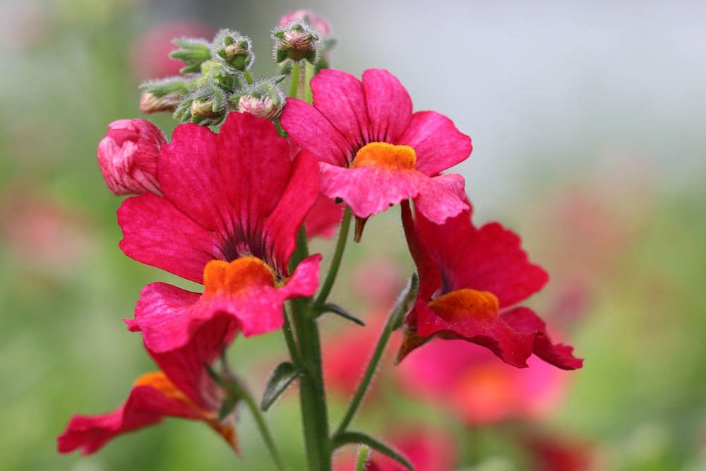 Nemesia blüht üppig und oft auch mehrfarbig