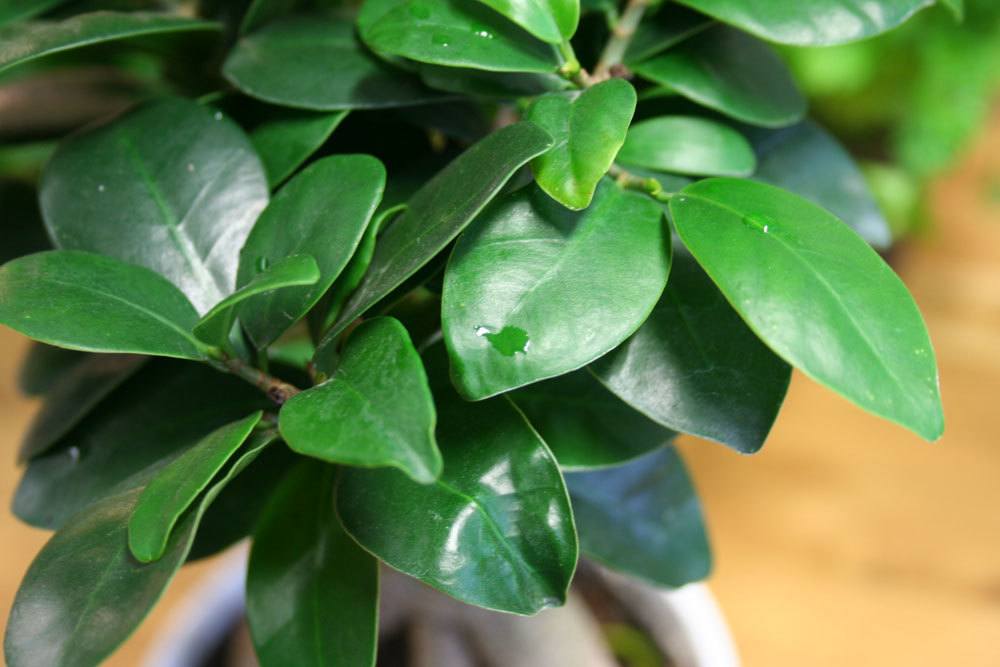 Ficus Ginseng ein dekoratives, exotisches Gewächs