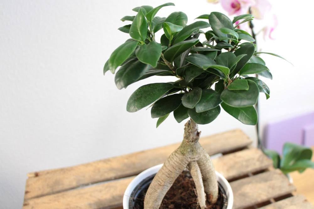 Ficus Ginseng verträgt keine Zugluft