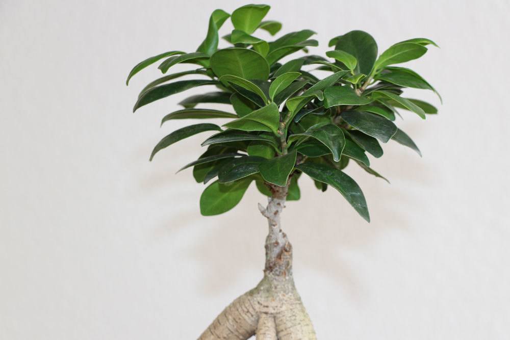 Ficus Ginseng mit seinen immergrünen Blättern