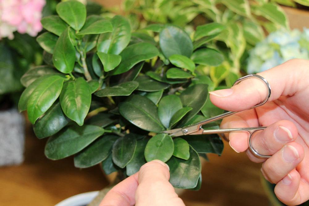 Ficus Ginseng sollte regelmäßig geschnitten werden