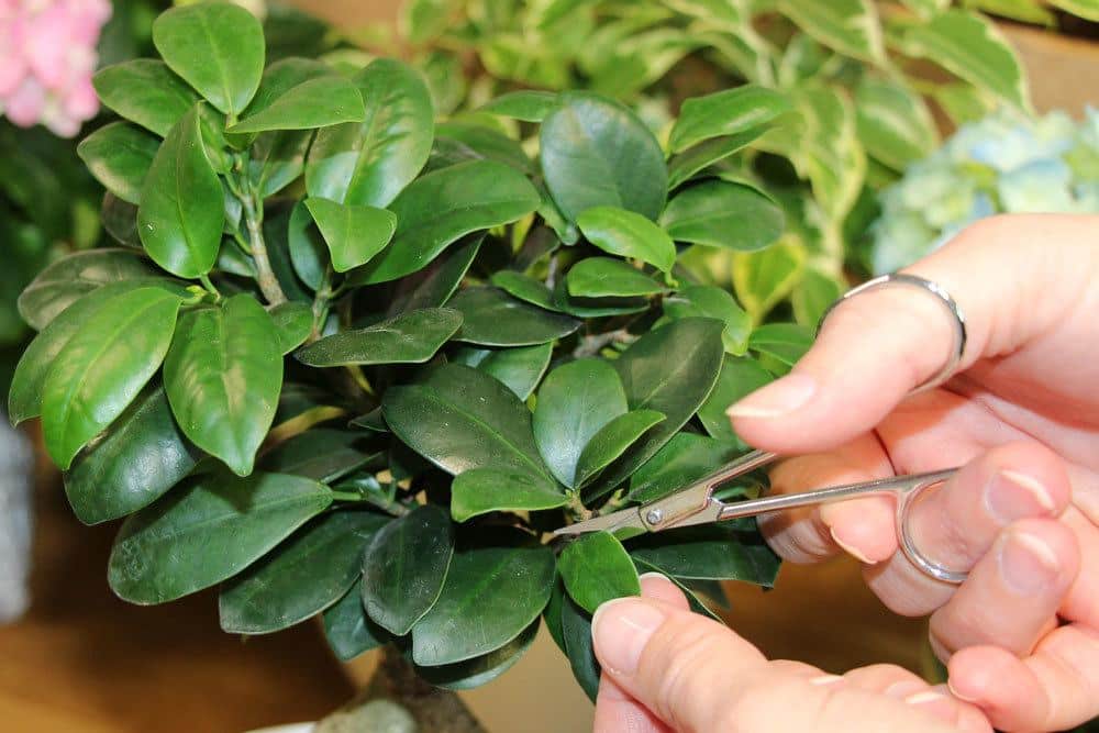 Ficus Ginseng als Bonsai schneiden