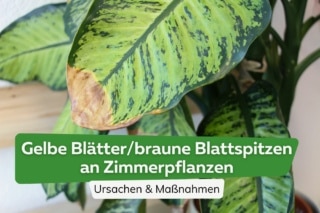 avocadobaum zimmerpflanze Avocadopflanze „Fuerte“ – Echter Avocadobaum ca. 130–160 cm Höhe im Topf