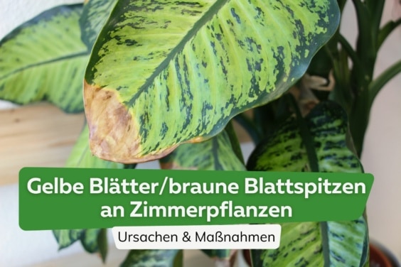 Gelbe Blätter/braune Blattspitzen an Zimmerpflanzen