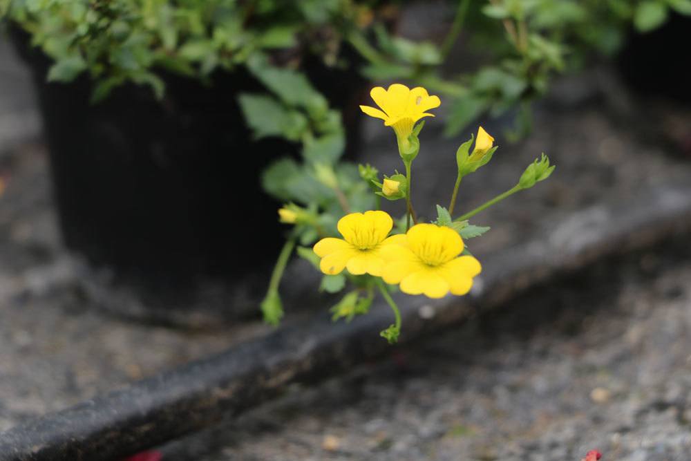 Mecardoni ‚Gold Dust‘ ist eine schöne Beetpflanze