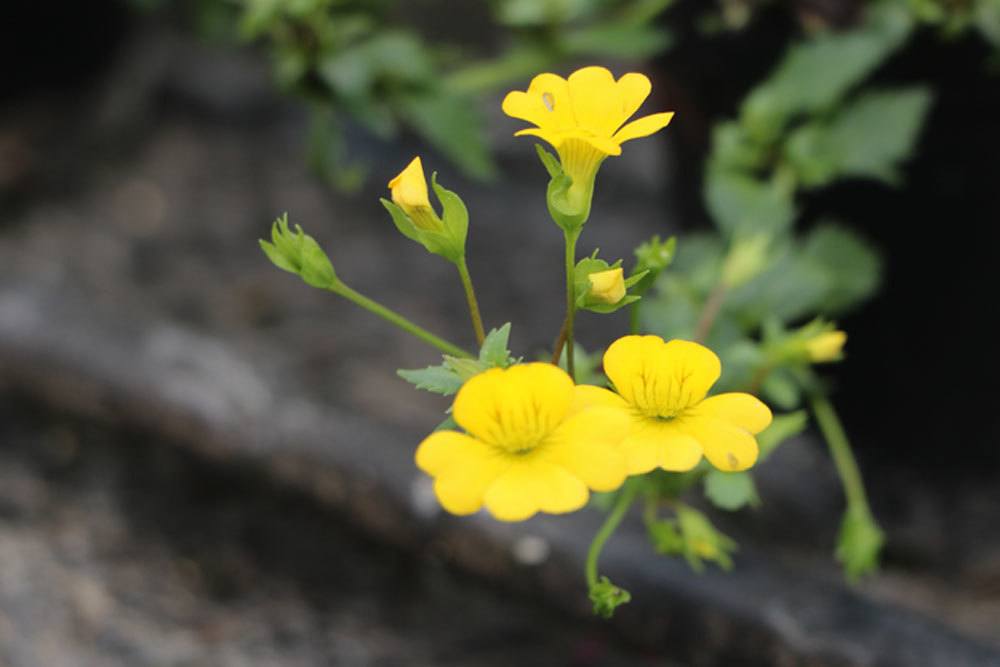 Mecardoni ‚Gold Dust‘ mit leuchtend gelben Blüten