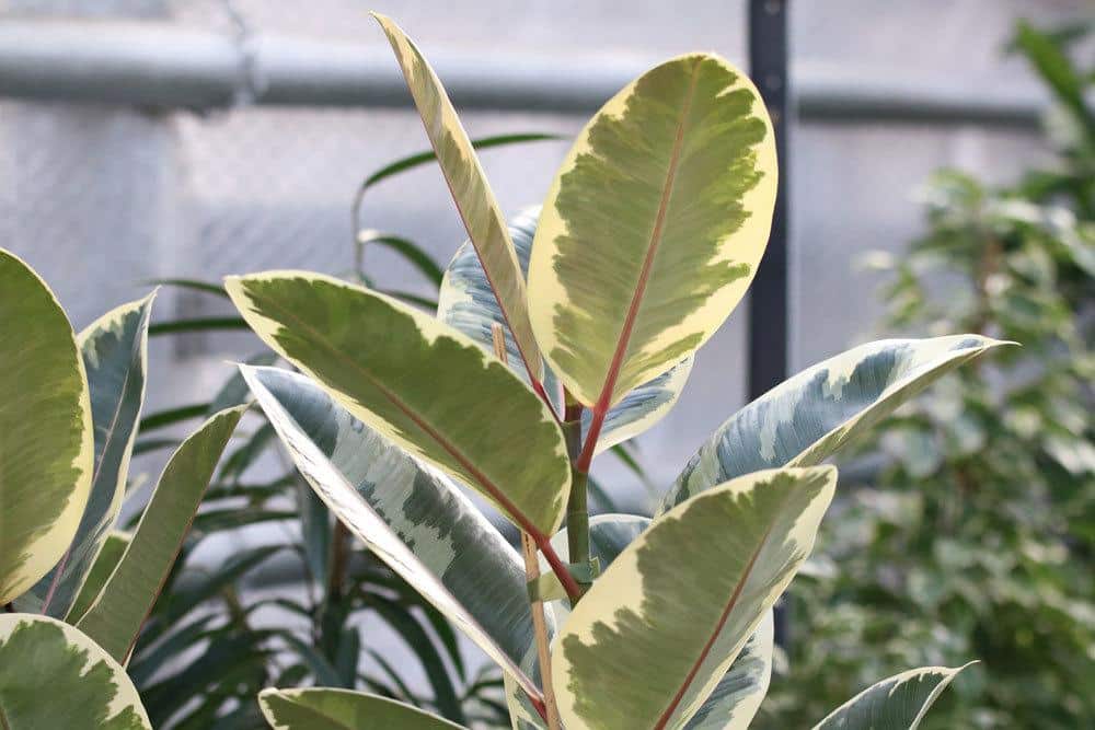 Gummibaum, Ficus elastica